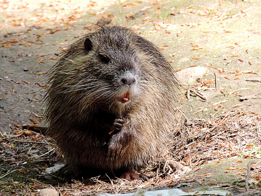 Nutria, Rodent, Mammal, Creature, Animal, nature, animal world HD wallpaper
