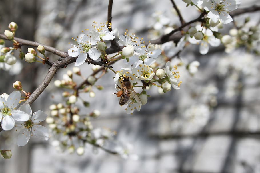 bee, honey, flower, spring, white flower, flowering tree, plum flower HD wallpaper