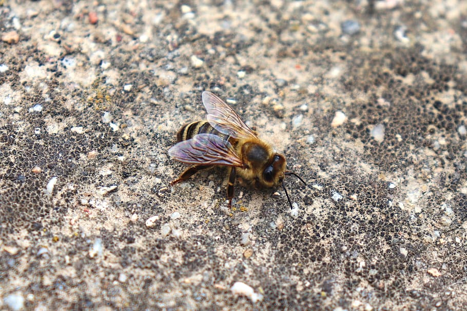 bee, macro, animal, nature, animal themes, invertebrate, animal wildlife HD wallpaper