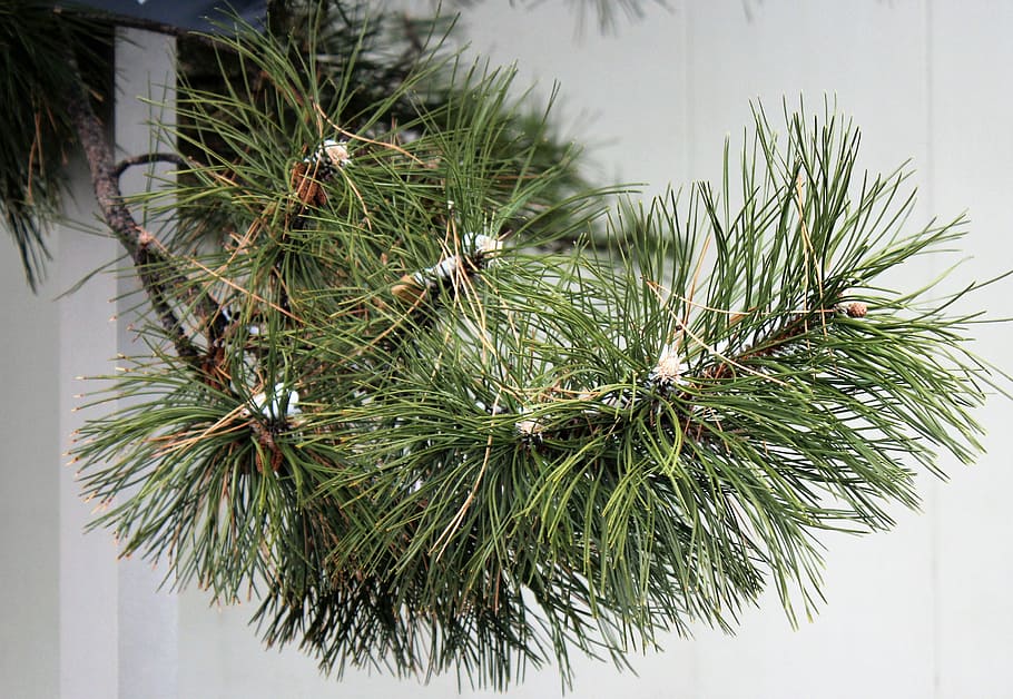 pine tree, pine branch, pine needles, green color, plant, growth HD wallpaper