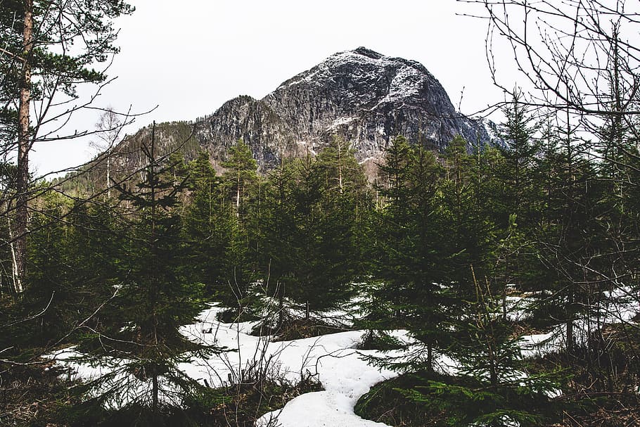 mountain, norway, trees, snow, nature, scandinavia, scenery HD wallpaper