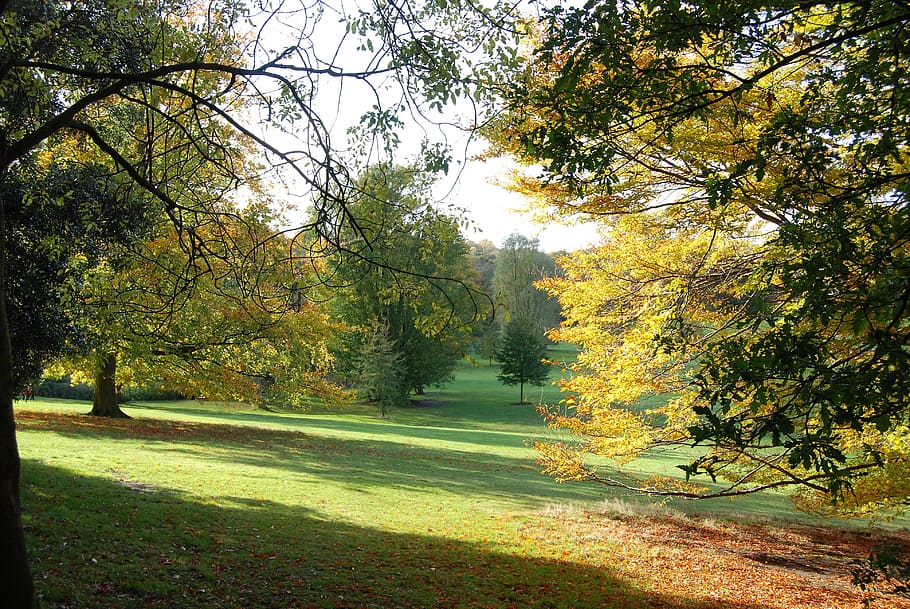 trees on field during daytime, autumn, fall, landscape, environment HD wallpaper