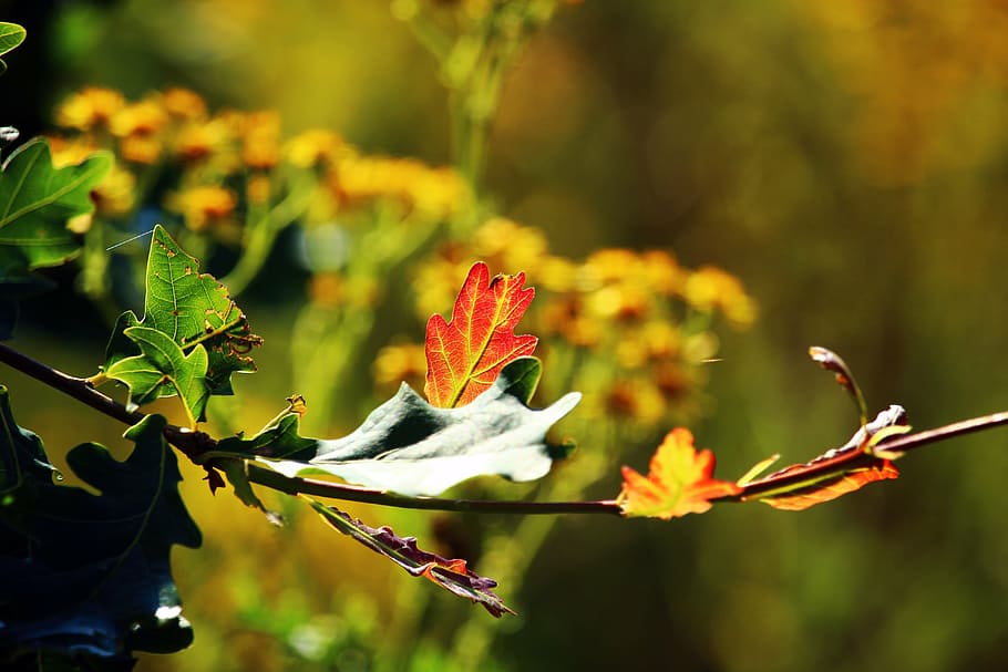 leaf, oak, blossom, bloom, flower, leaves, tree, oak leaves HD wallpaper