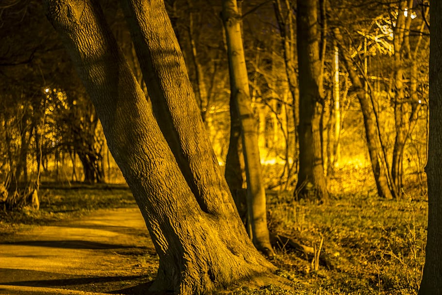 forest path, night, trees by night, plant, land, trunk, tree trunk HD wallpaper