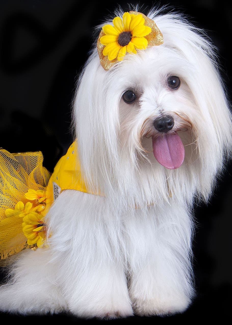pet, malts, skirt, domestic animals, pets, canine, one animal HD wallpaper