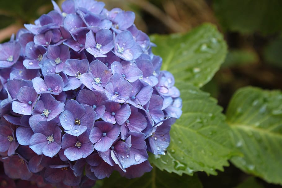 flower, hydrangeas, summer, garden, green, plant, leaf, nature HD wallpaper