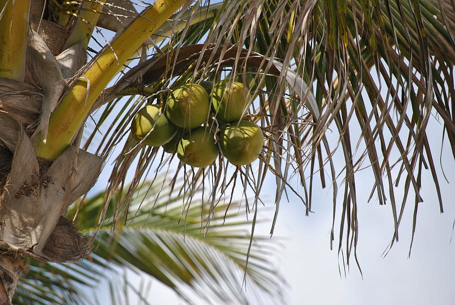 coconut tree, palm, plant, nature, tropical, leaf, growth, plant part HD wallpaper
