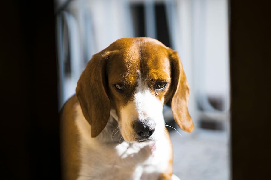 adult English beagle, dog, face, ear, nose, looking, staring HD wallpaper