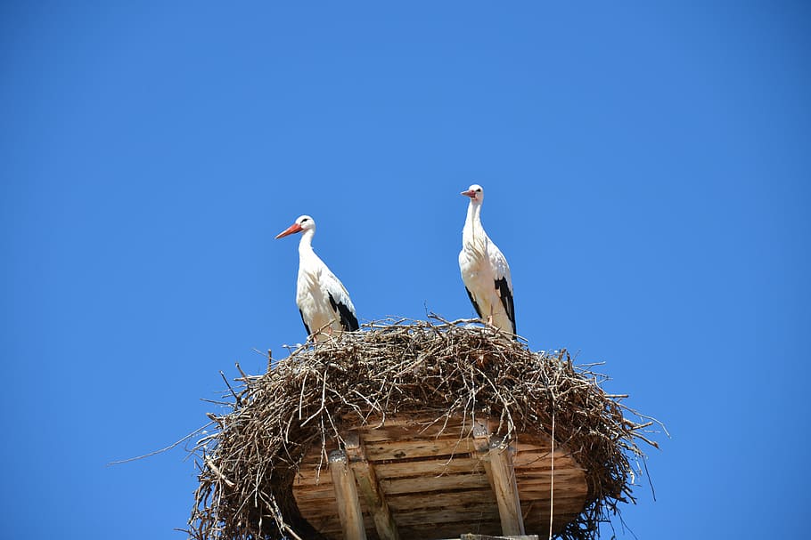 storchennest, stork, birds, animals, rattle stork, nature, white stork, HD wallpaper