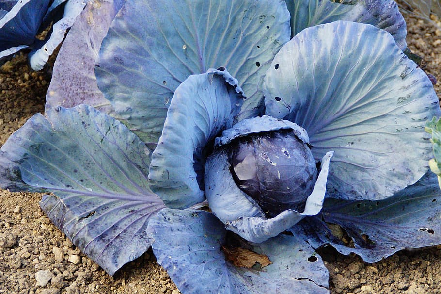 Red Cabbage, Kohl, winter vegetables, food, blue, violet, agriculture, HD wallpaper