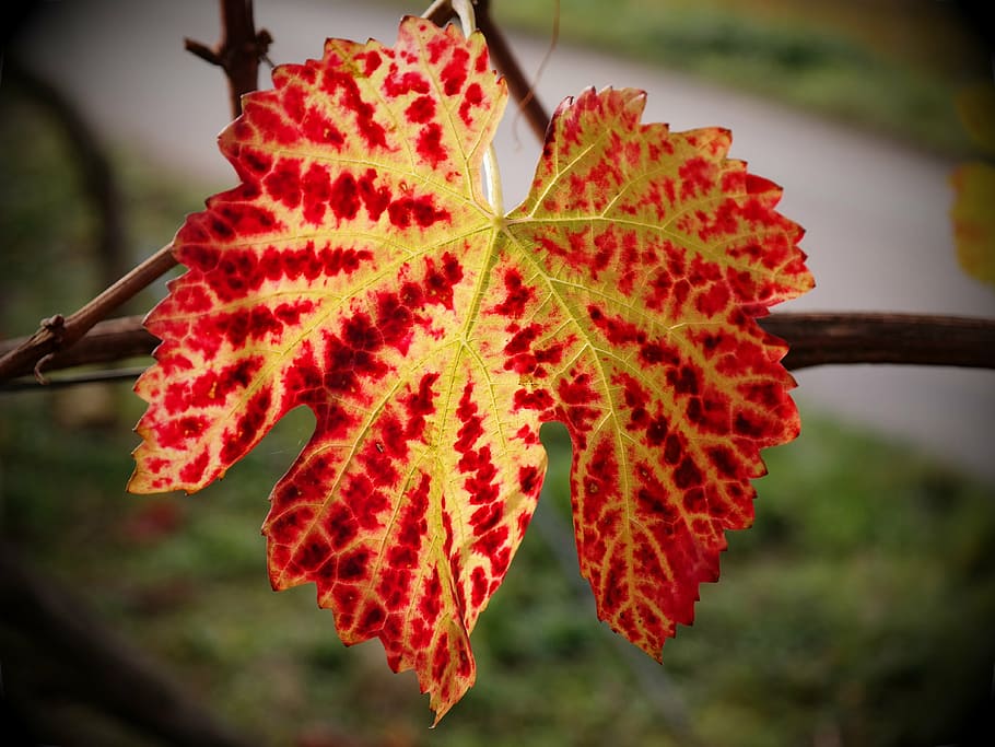 vine, leaf, autumn, yellow, red, golden autumn, wine, wine leaf HD wallpaper