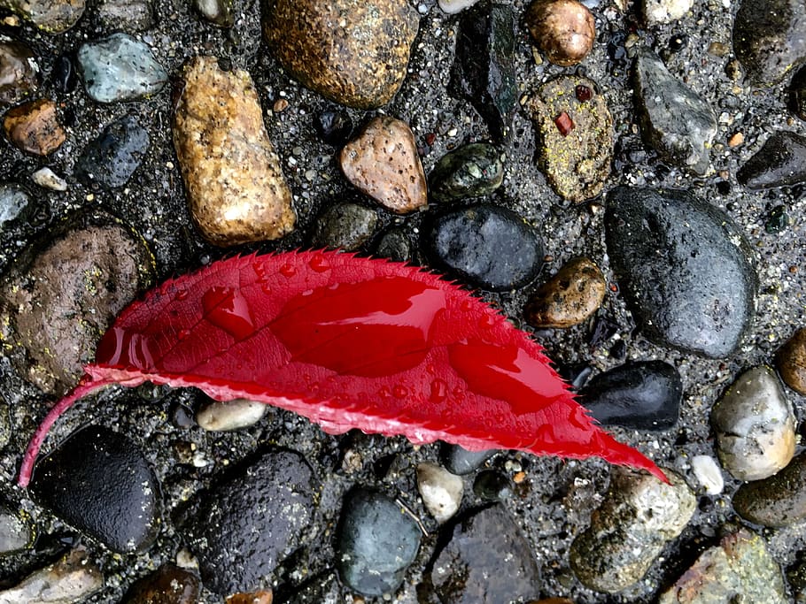 rock, wet, red, solid, no people, close-up, nature, high angle view HD wallpaper