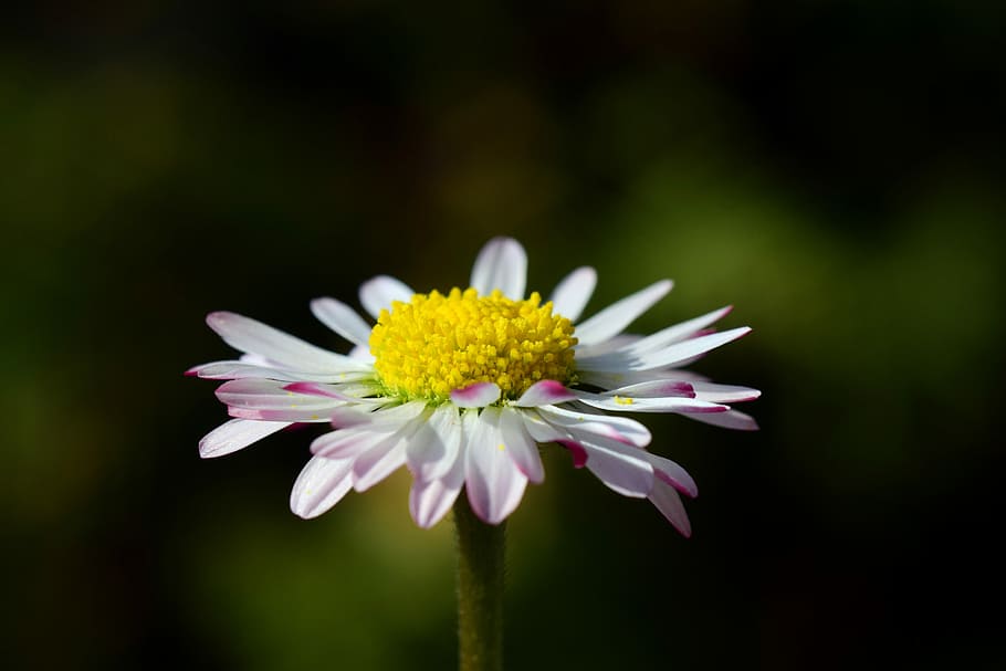 white flower with yellow pollen, daisy, small, blossom, bloom HD wallpaper