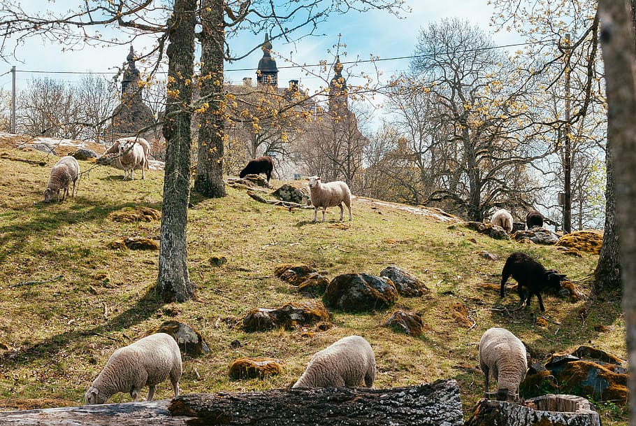 herd of goats on forest, photo of sheep herd eating beside mountain HD wallpaper