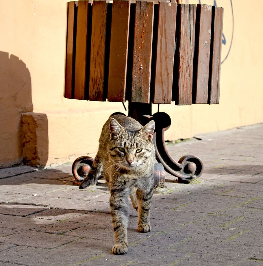 cat, street, view, shadow, homeless, mammal, feline, animal themes HD wallpaper