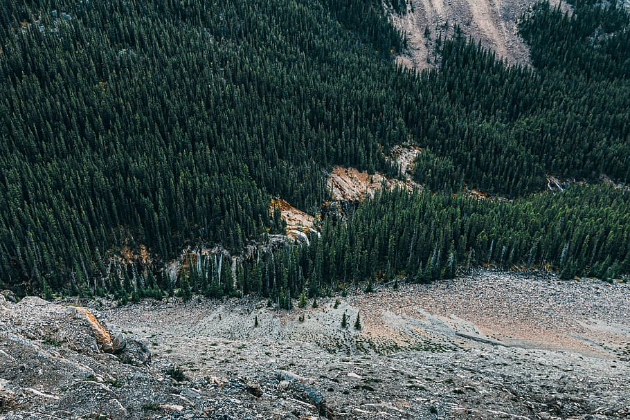 conifer, daylight, environment, evergreen, high angle shot HD wallpaper