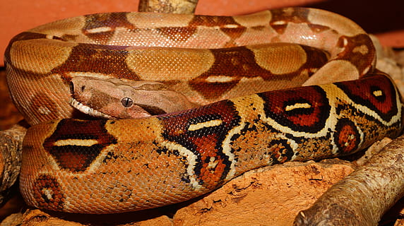 HD wallpaper: brown ball python on brown stone, emperor snake, boa, boa ...