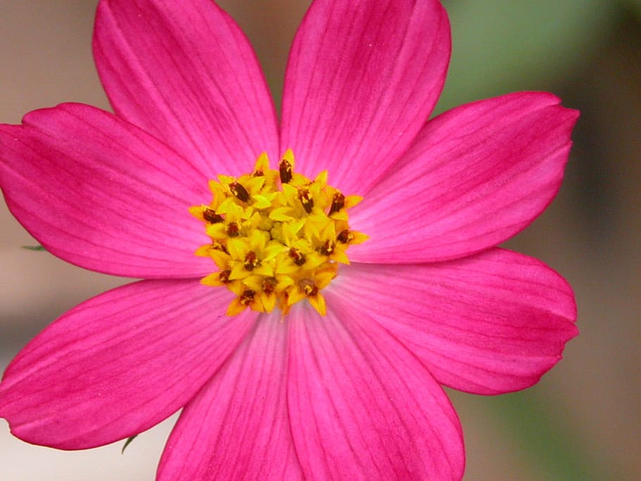 flower, fuscia, nature, flowering plant, pink color, freshness HD wallpaper