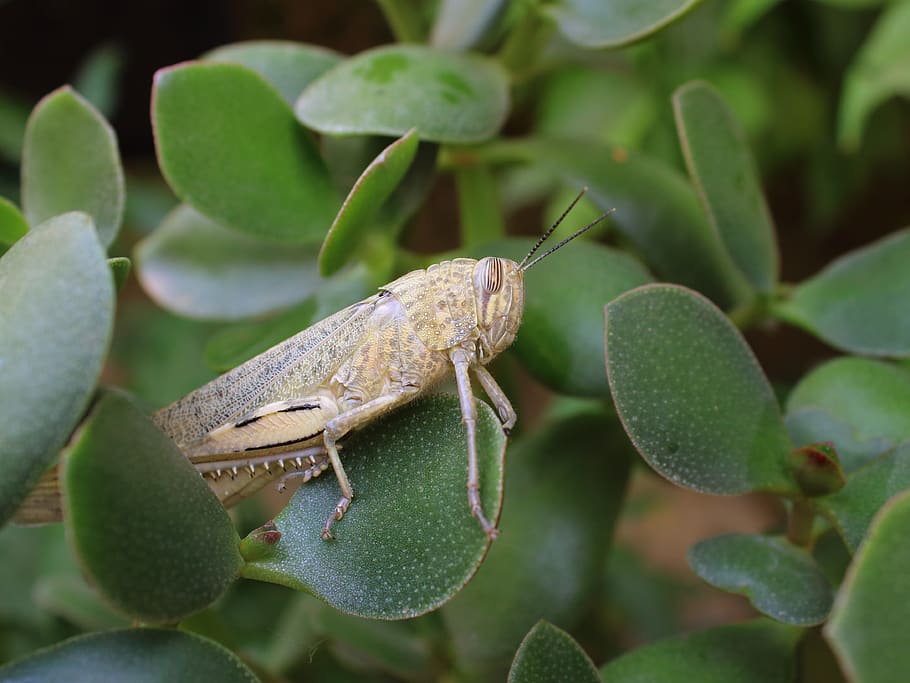 grasshopper, insect, nature, summer, animals in the wild, leaf HD wallpaper