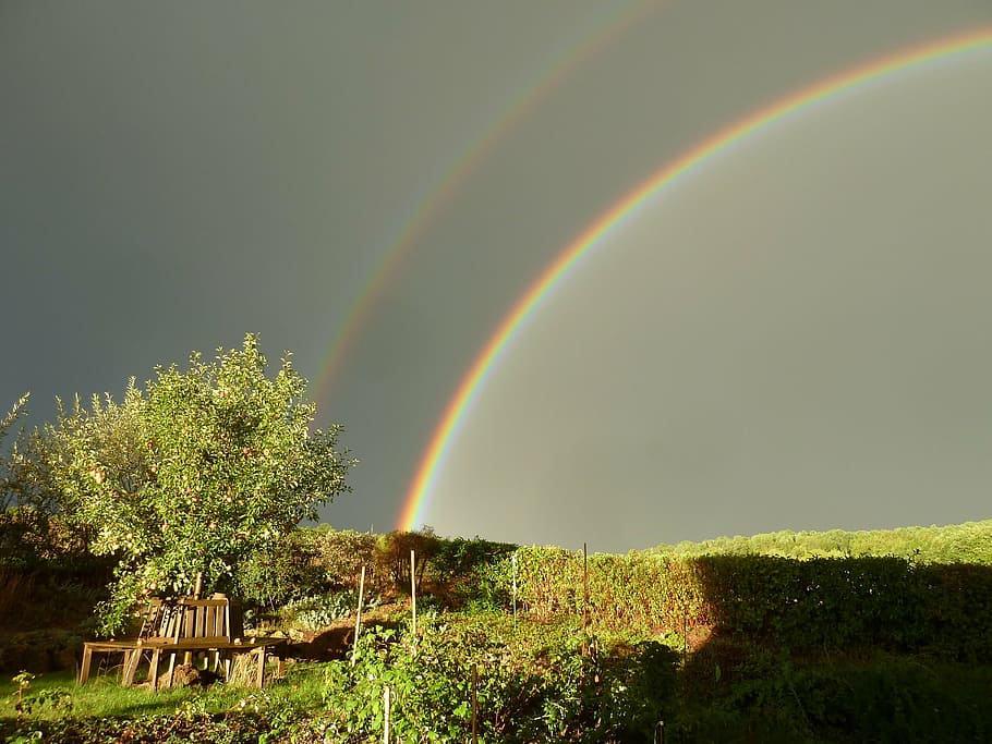 rain, rainbow, double, nature, tree, plant, beauty in nature HD wallpaper