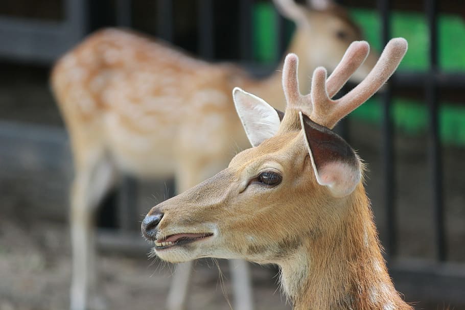 deer, animals, nature, wildlife, mammal, animals In The Wild HD wallpaper
