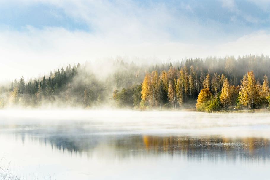 fog on the lake, forest, mist, morning, finnish, nature, sunset
