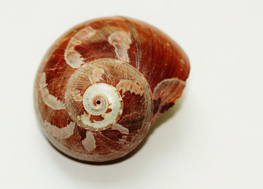 brown sea shell, snail, close, snail shell, nature, animals HD wallpaper