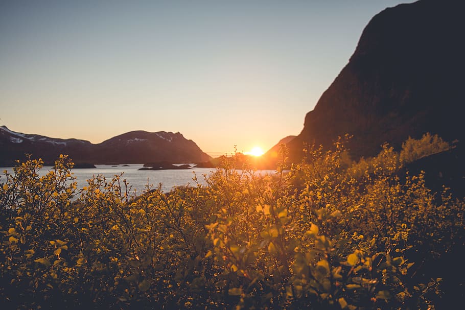 landscape photography of green leafed plants near body of water during golden hour, green leafed plants in front of mountain ranges HD wallpaper