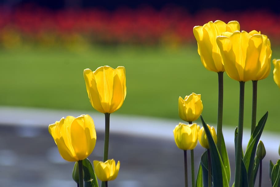 tulips, flower discounts, spring, flowering plant, yellow, beauty in nature HD wallpaper