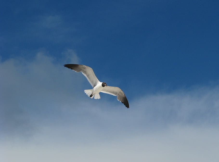 seagull, bird, flying, sky, dom, nature, animal, wildlife, animal Wing HD wallpaper