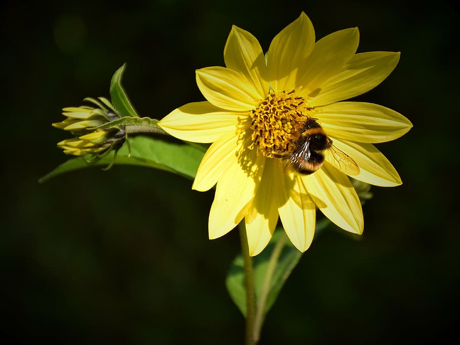 bee, blossom, bloom, close, flower, insect, yellow, plant, sprinkle HD wallpaper