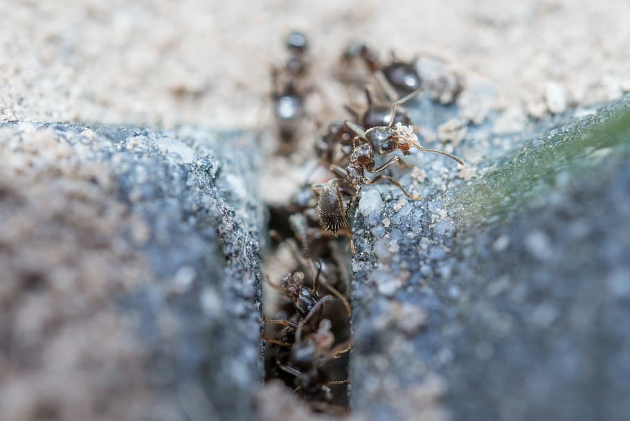 Ants, Macro, Insect, Wildlife, working, worker, small, group HD wallpaper