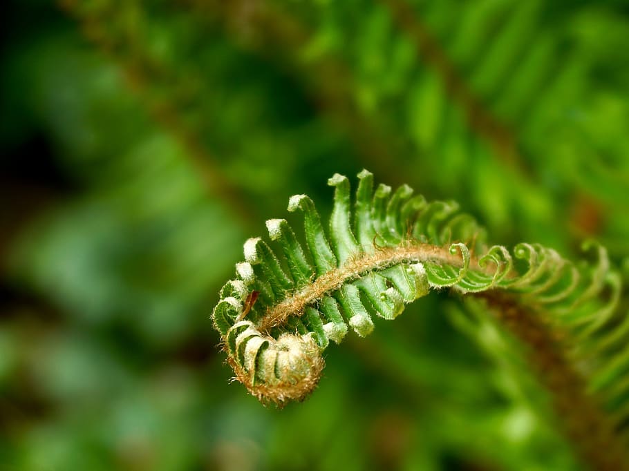 HD wallpaper: Fern, Green, Green, Plant, Nature, Forest, leaves, leaf ...