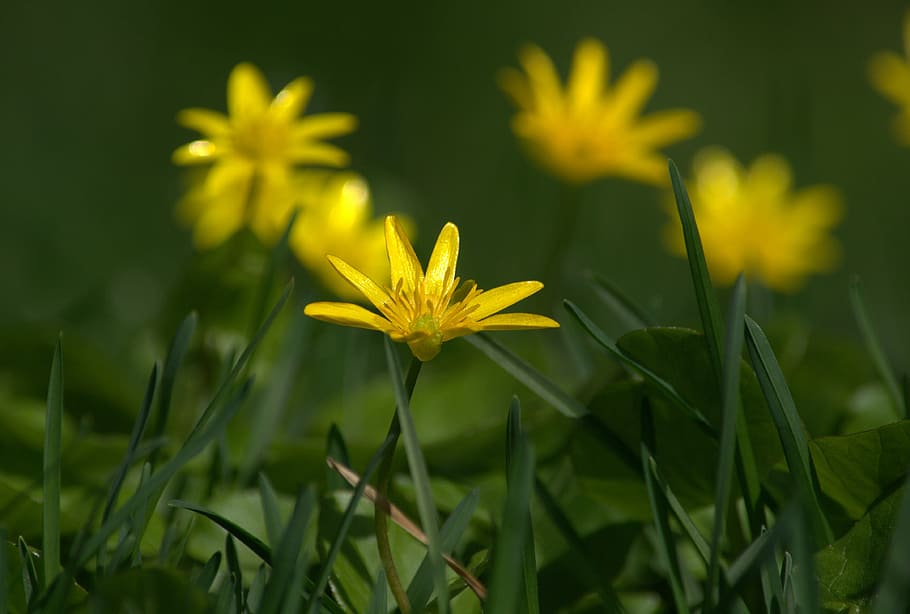 flower, yellow, nature, plant, flowering plant, freshness, growth HD wallpaper