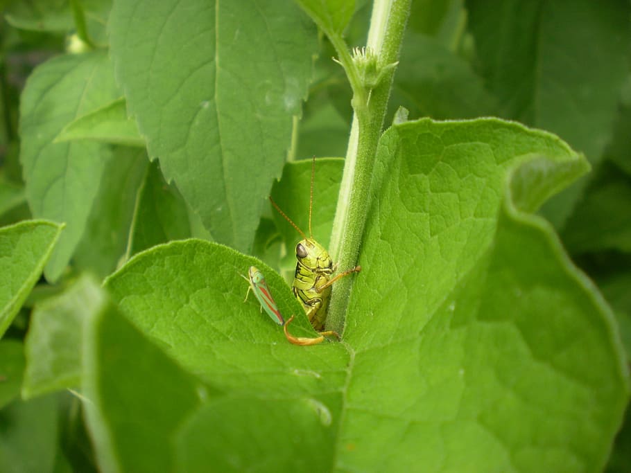 grasshopper, insect, wildlife, bug, antennae, entomology, outdoor HD wallpaper