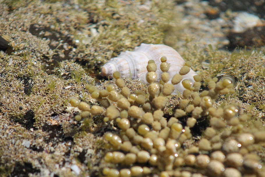 sea shell, ocean, water, underwater, sea life, undersea, animal wildlife HD wallpaper