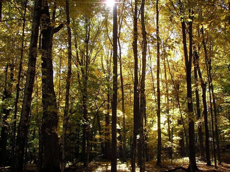 fall, forest, sunlight, woods, autumn, daylight savings, october HD wallpaper