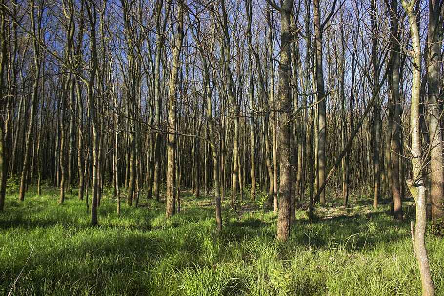Forest, Spring, Nature, Tree, Landscape, foliage, green, light HD wallpaper
