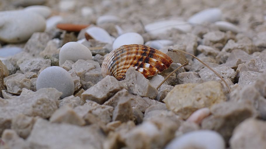 nature, stone, sea, pattern, desktop background, shell, beach HD wallpaper