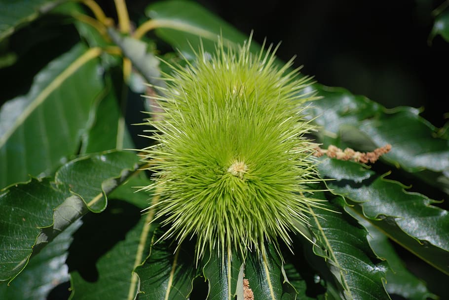 chestnut, nature, fruit, greece, green color, leaf, growth HD wallpaper