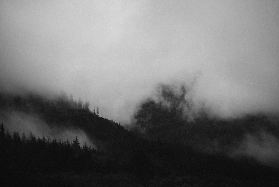 mountain covered with fog, tree, landscape, mist, plant, tranquility HD wallpaper