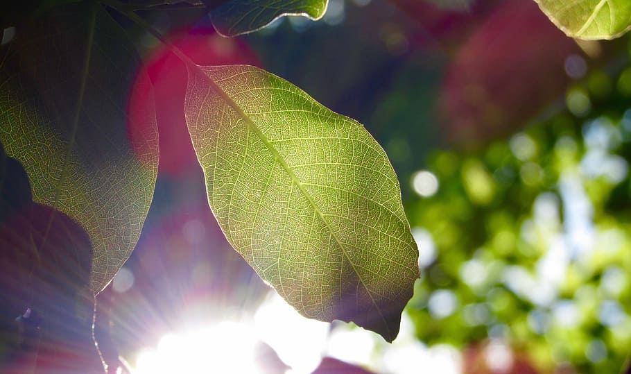 green leaf with sunlight background, leaves, sun rays, nature