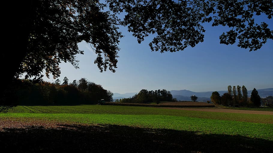 shadow, light, sun, tree, field, hof, landscape, plant, sky HD wallpaper