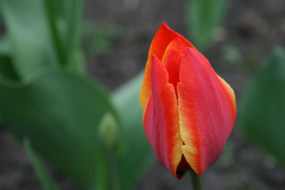 flower, tulip, bud, red, flowering plant, vulnerability, fragility HD wallpaper