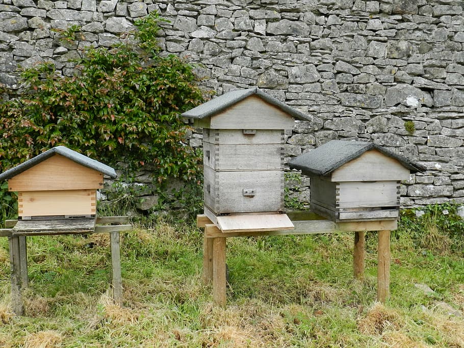 beehives, beekeeping, plant, land, field, no people, built structure HD wallpaper
