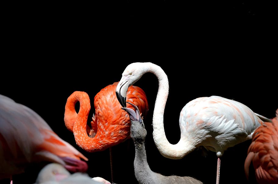 flamingo, bird, pink, bill, plumage, feather, birds, animal HD wallpaper