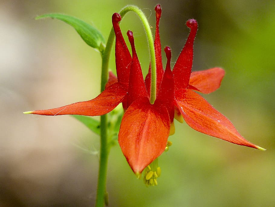 selective focus photography of red petaled flower plant, sitka columbine, HD wallpaper