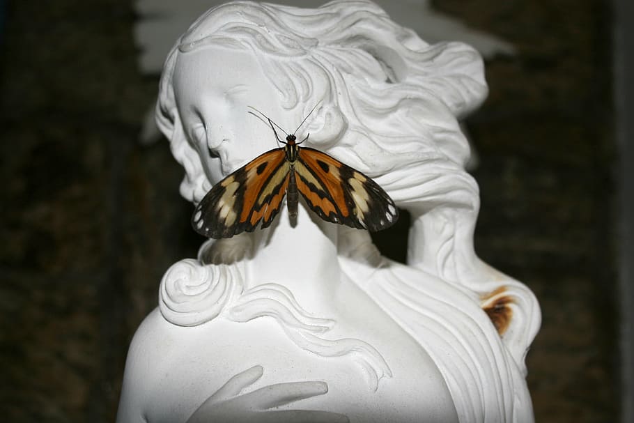 statue, butterfly, face, animal, animal themes, animal wildlife HD wallpaper