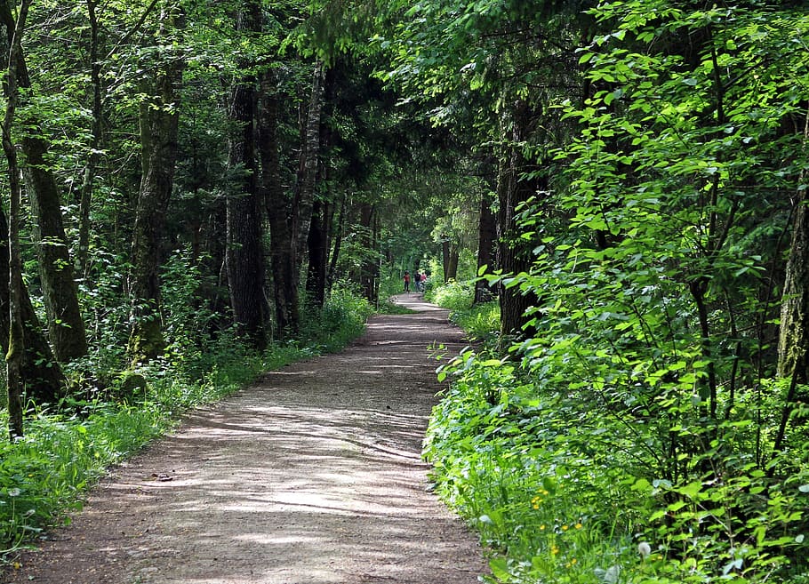 forest path, lane, trees, away, green, plant, direction, the way forward HD wallpaper