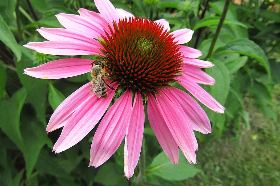 nature, bee, flower, flowering plant, fragility, vulnerability HD wallpaper